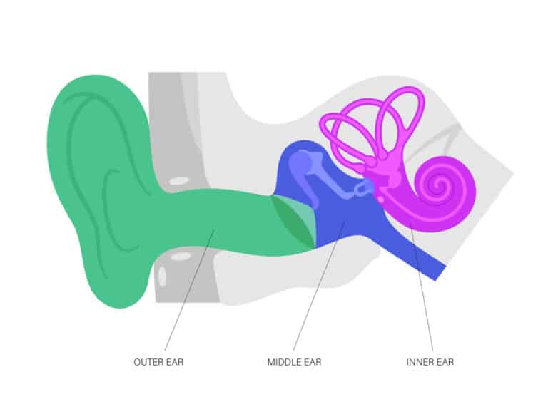 Ear anatomy diagram Outer, middle and inner ear illustration