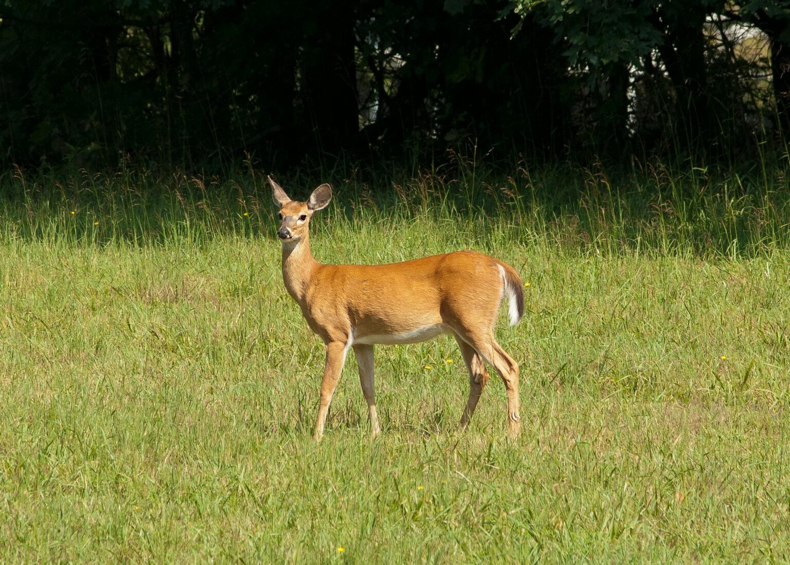 A deer grazes in a field