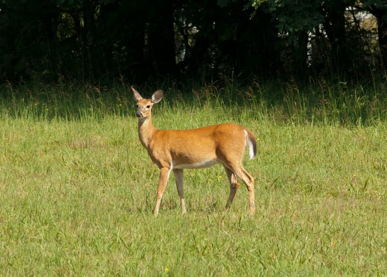 A deer grazes in a field A deer grazes in a field