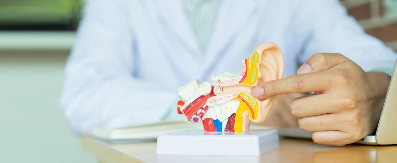 Audiologist points to a model of an ear